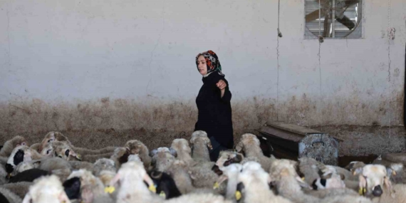 Elazığlı kadın girişimci devlet desteğiyle çiftlik açtı