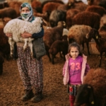 Emet'te hayvancılık destekleri denetleniyor