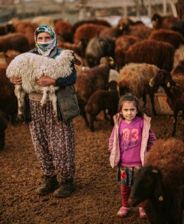 Emet'te hayvancılık destekleri denetleniyor