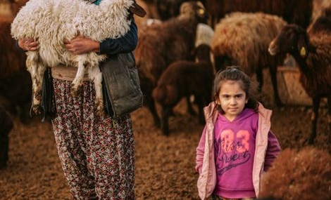 Emet'te hayvancılık destekleri denetleniyor