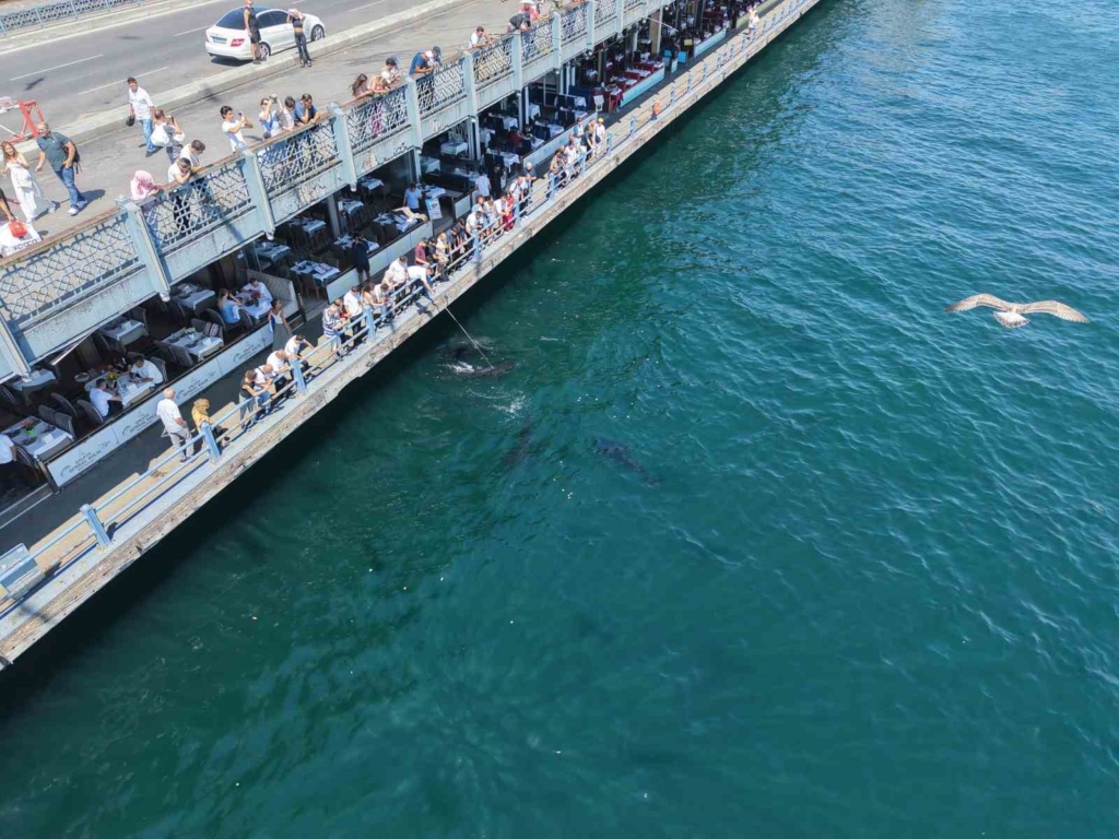 Eminönü'nde dev orkinoslar kıyıya kadar yaklaştı
