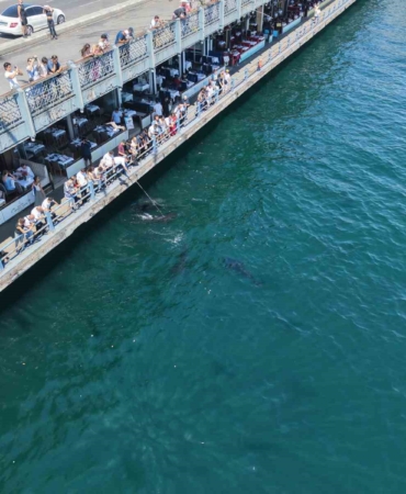 Eminönü'nde dev orkinoslar kıyıya kadar yaklaştı