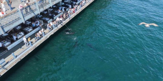 Eminönü'nde dev orkinoslar kıyıya kadar yaklaştı