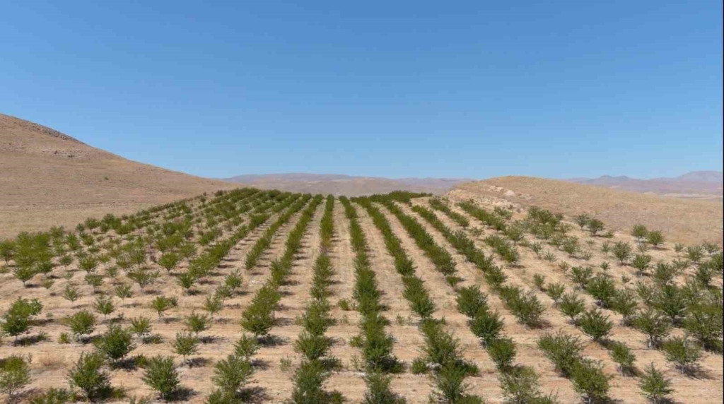 Erzincan'da 10 Bin Vişne Ağacıyla Organik Tarım Örneği