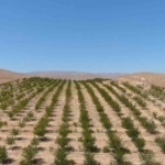 Erzincan'da 10 Bin Vişne Ağacıyla Organik Tarım Örneği
