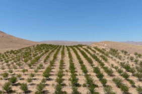 Erzincan'da 10 Bin Vişne Ağacıyla Organik Tarım Örneği