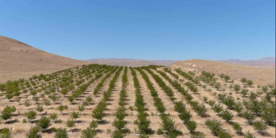 Erzincan'da 10 Bin Vişne Ağacıyla Organik Tarım Örneği