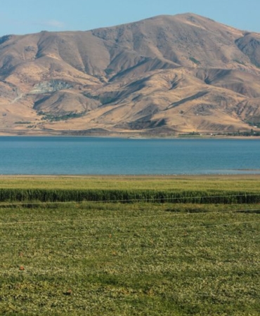 Erzincan'da Manda Yetiştiricileri Birliği Kuruluyor