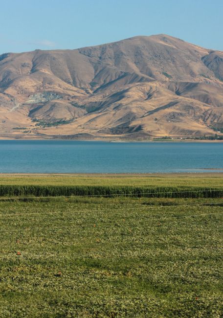 Erzincan'da Manda Yetiştiricileri Birliği Kuruluyor
