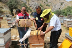 Erzincan'da bal hasadı başladı, 1.500 ton rekolte bekleniyor