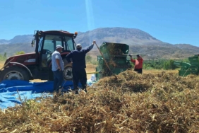 Erzincan'da fasulye hasadı başladı, üreticiler zor durumda