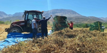 Erzincan'da fasulye hasadı başladı, üreticiler zor durumda