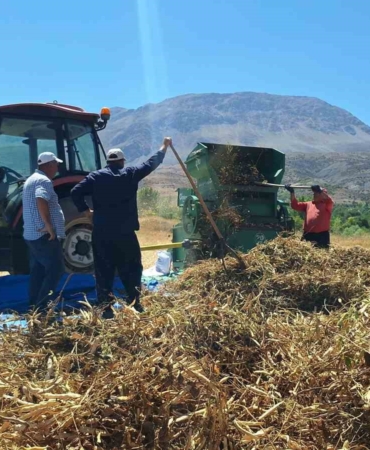 Erzincan'da fasulye hasadı başladı, üreticiler zor durumda