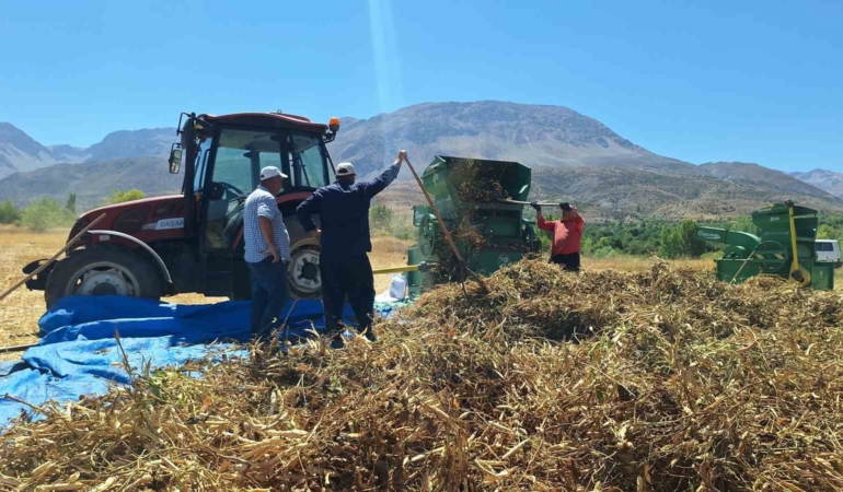 Erzincan'da fasulye hasadı başladı, üreticiler zor durumda