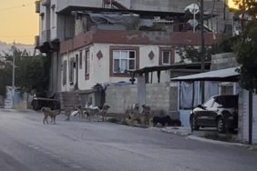 Gaziantep'te başıboş sokak köpekleri mahalleliyi tedirgin ediyor