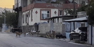 Gaziantep'te başıboş sokak köpekleri mahalleliyi tedirgin ediyor