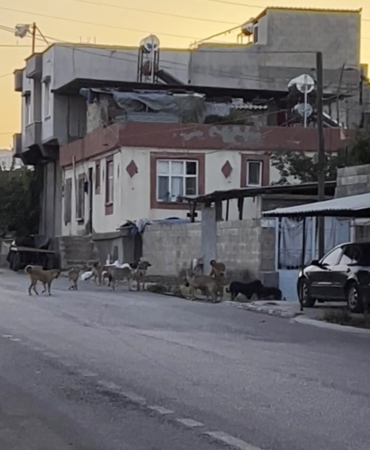 Gaziantep'te başıboş sokak köpekleri mahalleliyi tedirgin ediyor