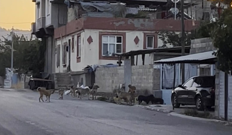Gaziantep'te başıboş sokak köpekleri mahalleliyi tedirgin ediyor