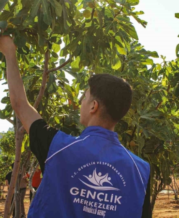 Germencik'te gönüllü gençler incir hasadı yaptı