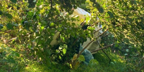 Giresun'da kamyonet fındık bahçesine devrildi, 1 kişi hayatını kaybetti