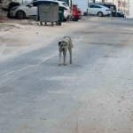 Halfeti'de sokak köpeği saldırısında 3 yaşındaki çocuk yaralandı