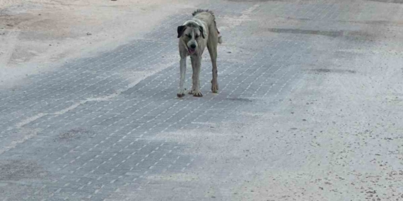 Halfeti'de sokak köpeği saldırısında 3 yaşındaki çocuk yaralandı