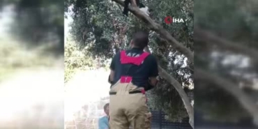 Hatay'da ağaca sıkışan kedi itfaiye tarafından kurtarıldı