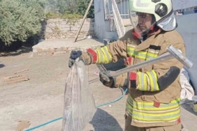 Hatay'da yakalanan yılanlar doğaya salındı