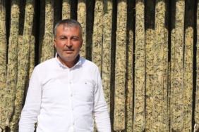 ÇİVRİL'DE ELMA BAHÇELERİ TÜTÜN TARLALARINA DÖNÜŞÜYOR