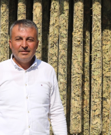 ÇİVRİL'DE ELMA BAHÇELERİ TÜTÜN TARLALARINA DÖNÜŞÜYOR
