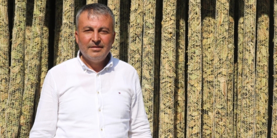 ÇİVRİL'DE ELMA BAHÇELERİ TÜTÜN TARLALARINA DÖNÜŞÜYOR