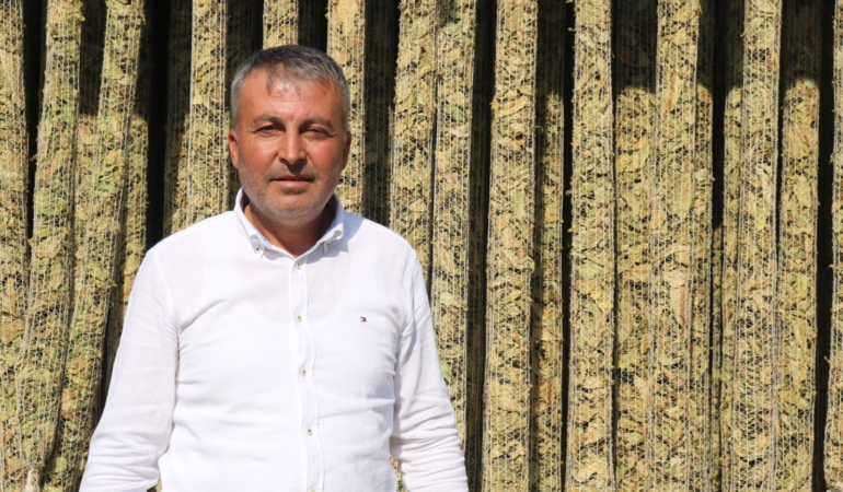 ÇİVRİL'DE ELMA BAHÇELERİ TÜTÜN TARLALARINA DÖNÜŞÜYOR