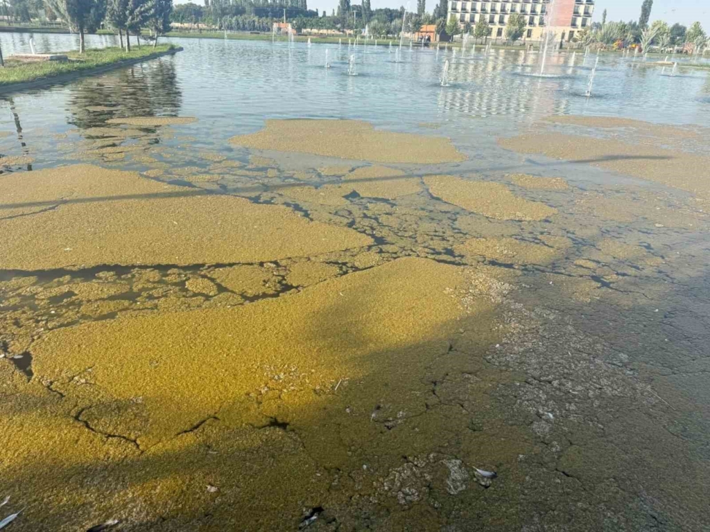 Iğdır Millet Bahçesi'ndeki süs havuzundaki kirlilik tepkilere yol açtı