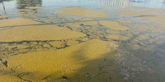 Iğdır Millet Bahçesi'ndeki süs havuzundaki kirlilik tepkilere yol açtı