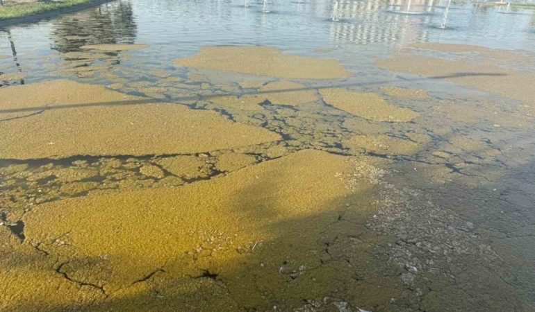 Iğdır Millet Bahçesi'ndeki süs havuzundaki kirlilik tepkilere yol açtı