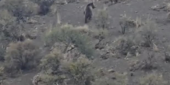 Iğdır'da çoban boz ayıyla karşılaştı