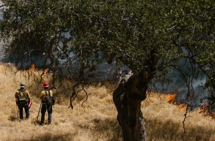 İzmir Buca'da orman yangınına müdahale devam ediyor