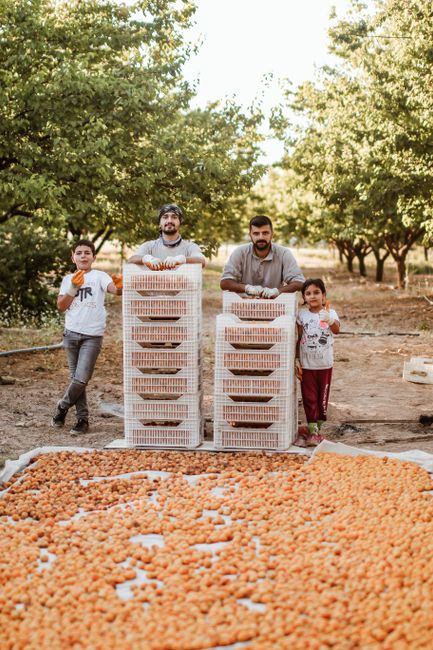 İzmir'de Mahalle Bostanları'nda Yaz Hasadı Devam Ediyor