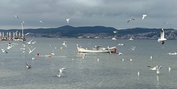 İzmit Körfezi'nde deniz canlıları geri dönüyor