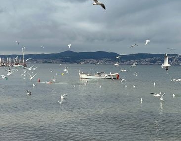 İzmit Körfezi'nde deniz canlıları geri dönüyor