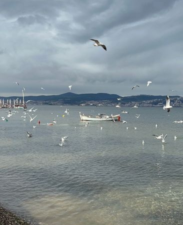 İzmit Körfezi'nde deniz canlıları geri dönüyor
