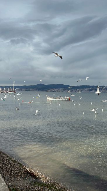 İzmit Körfezi'nde deniz canlıları geri dönüyor