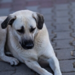 Kangal Balıkçı Kaplıcası sağlık turizmine kazandırılacak