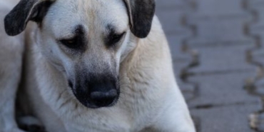 Kangal Balıkçı Kaplıcası sağlık turizmine kazandırılacak