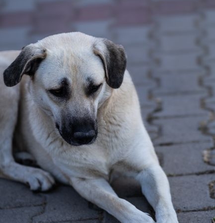 Kangal Balıkçı Kaplıcası sağlık turizmine kazandırılacak