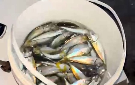 Karacabey sahillerinde istavrit avı yoğunluğu