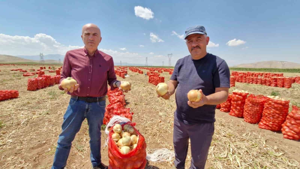 Karaman'da yazlık soğan üretimi artıyor