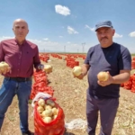 Karaman'da yazlık soğan üretimi artıyor