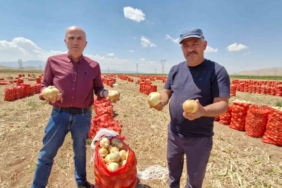 Karaman'da yazlık soğan üretimi artıyor