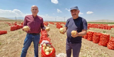 Karaman'da yazlık soğan üretimi artıyor